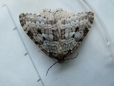 Small Autumnal Moth